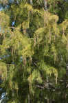 Pond Cypress